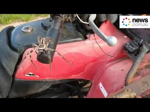 Angry spider on quad bike launches itself at camera
