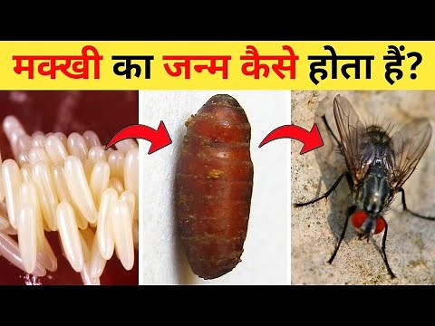मक्खी का जीवन चक्र | Housefly Life Cycle Video | Life Cycle Of Housefly In Hindi | Makkhi Ka Janm
