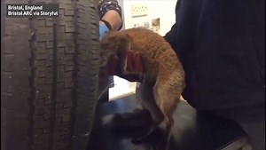 37K views · 463 reactions | Poor thing! Some kind humans helped free...