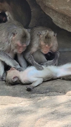 Wow! Monkey Take Care #monkey