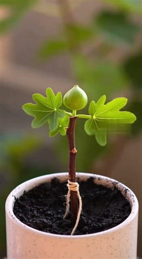 Inside the Mystery: Fig Growth! 🌿✨ #Shorts #USA #satisfyingvideo