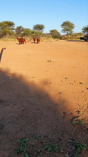 OKERI STUD FARMING...AFTERNOON WALK WITH THE RED'S ❤️ ❣️