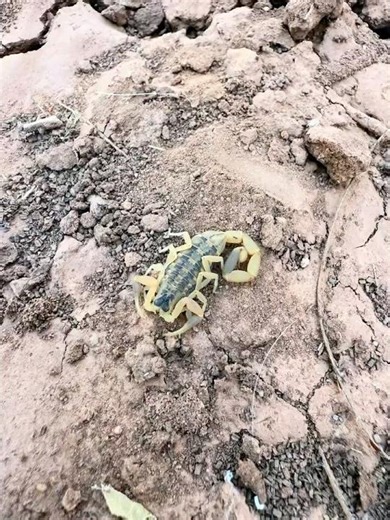 Hidden Scorpion Beneath the Water Trough | West Texas Wildlife
