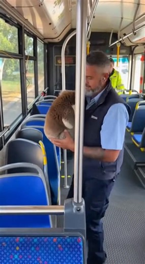 Koala's Bus Journey A koala takes a bus ride, creating a delightful scene. #fblifestyle #AI Generated using Kling AI . . . (For entertainment purposes only. Consult professionals if guidance on activities is presented. No brand affiliation is implied if any are shown. If inspired by true events, creative adaptations may be included. Content may include public footage.) | Fabiosa Fitness