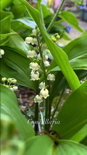 7 Spring Flowering perennials