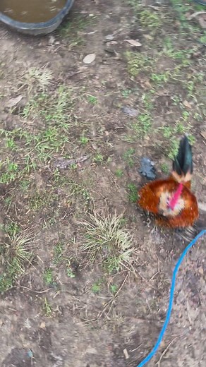 He’s not very nice. 😁 #rooster #roosters #boredpanda #flog #flogging #bully #damfarm #funny #saturdaynight #saturday #vibesonly #vibes #farm #living #sliving #FreeShipping #flightschool #flightsimulator | The Dam Cattle Company
