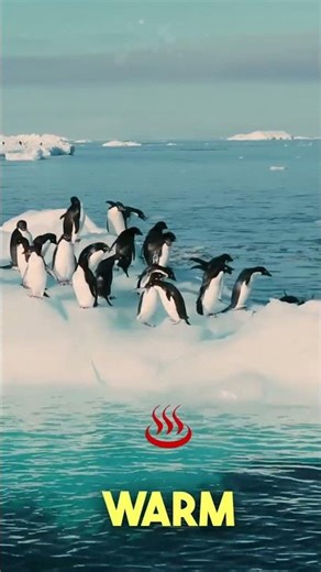 What Animals Does Antarctica Have?