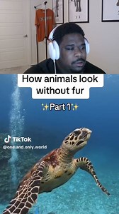 181K views · 1.7K reactions | How Animals Look Without Fur! | Kam Noony | Facebook