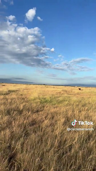 CircleBarRanch (@circlebarranch)’s videos with original sound - Johnny Tsunami 🌊