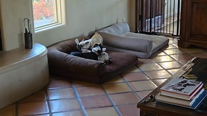 Zeke and his foster siblings are having a fun afternoon | Boston Buddies