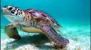 23 reactions | Discover the stunning Tobago Cays whilst visiting Bequia!   Bequia Beach Hotel . Web: https://www.bequiabeachhotel.com/ Email: Reservations@bequiabeach.com Tel: +1784 458 1600 . . . Video: @tritschralph #bequia #bequiabeachhotel #beach #luxurytravel #tobagocays #islandlife #caribbean #instatravel #grenadines #beachlife #sailing #travel #caribbean #barbados #stlucia #relax #yacht #stvincentandthegrenadines #wanderlust | Bequia Beach Hotel, The Grenadines | Facebook