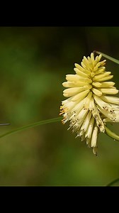 14K views · 1.4K reactions | The Ruby Throat Hummingbird elegantly dances around each chute of the Pineapple Poker flower. #birdphotography #birdwatching #birding | Daniel Riddle | Facebook