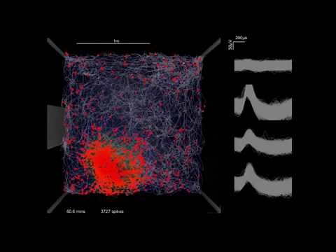 How mammals navigate: place and grid cells
