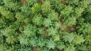 Aerial view of small young spruce trees forest, woodland aerial shot. Drone fly over pine trees and treetops. Flight over woods, natural background in motion