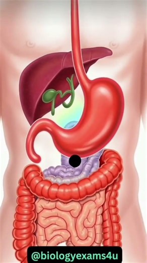 Digestive System Explained in 60 Seconds | 3D Human Digestion Process #shorts#education