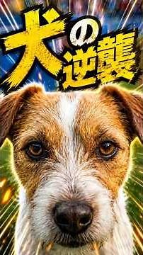 ゴミと呼ばれた捨て犬の逆襲。1年後に起きた奇跡に震えた