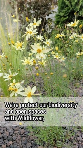 Wales Climate Week might be wrapping up, but our work to protect the planet is just getting started! As a housing provider and mutual, we’re passionate about doing our bit for nature, biodiversity, and tackling climate change. Our climate strategy was shaped with input from our Democratic Body, Board, tenants, and colleagues across MVH, setting out our principles and guiding our work every day. We’re proud to share just a few of the ways we’re helping the environment. Watch this space for more! 