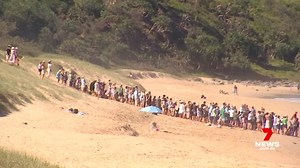 9.9K views · 194 reactions | A GPS tracking device fitted to a sea turtle is helping scientists learn how to better protect the species. A large crowd of turtle lovers gathered at Buddina Beach to farewell 'The First Lady' as she made her way back home. 7NEWS at 6pm. More local news: 7news.com.au/news/sunshine-coast #7NEWS | 7NEWS Sunshine Coast | Facebook
