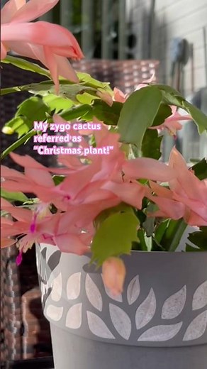 My Zygo Cactus or Christmas Plant and how to take care of it #christmasplant #zygocactus