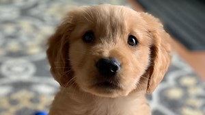 Shelter dogs are finding new homes during coronavirus pandemic