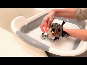 初めてのお風呂が怖くてブルブル震えちゃうヨークシャーテリアの子犬の可愛すぎる姿がこちらです