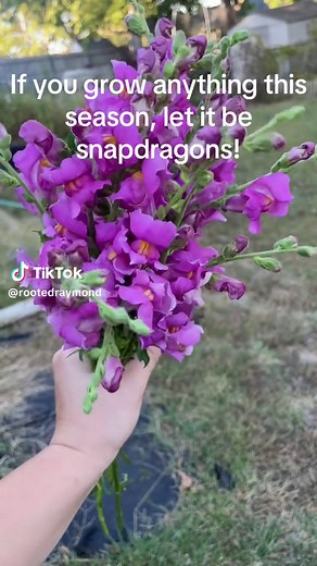 Discover the Whimsical Beauty of Snapdragon Flowers