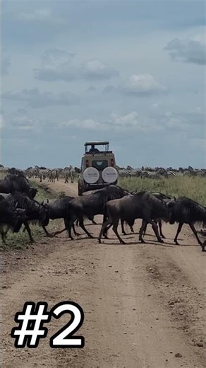 ⭐ Top 5 Fastest Land Animals in the World 🏁💨