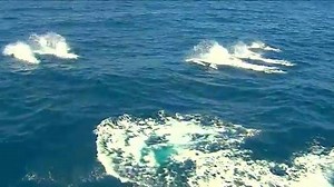 Orcas, an icon of the Pacific Northwest, are highly intelligent, social and inspiring creatures. They shouldn’t be facing extinction because we refuse to take measures needed to save them. TAKE ACTION >>> https://ejus.tc/2uI80Lp | Earthjustice