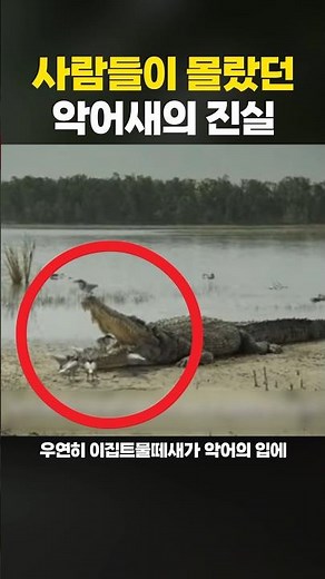대부분의 사람들이 모르는 악어새의 진실