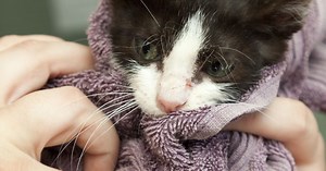 Six things you can donate to animal shelters if money isn't an option