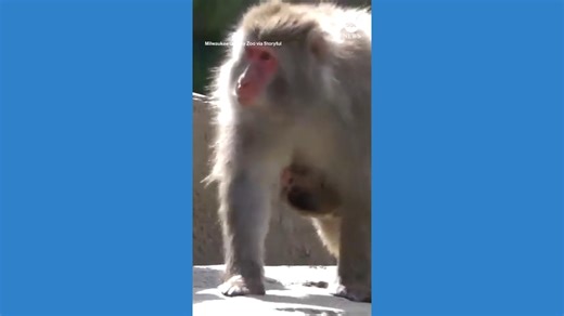 Baby monkey hitches a ride on mom at Wisconsin zoo