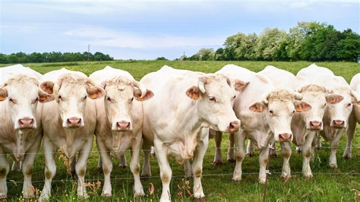 Unser Land: Mutterkuhhaltung mit Charolais-Rindern