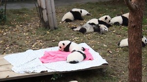 1M views · 59K reactions | #PandaMagic A collection of most-viewed panda videos in 2018(Part 2/2) to make your day! | iPanda | Facebook