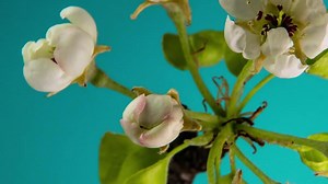 Timelapse of Spring flowers opening. Beautiful Spring apple-tree blossom open. White flowers bloom on blue background. Macro shot.