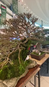 Beautiful Bonsai collection 🍀🌳😍 | Japan Bonsai