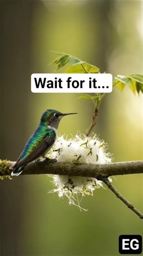 Incredible Hummingbird Life Cycle | Nest Building to Baby Birds Flying Away | #birds #shorts #viral
