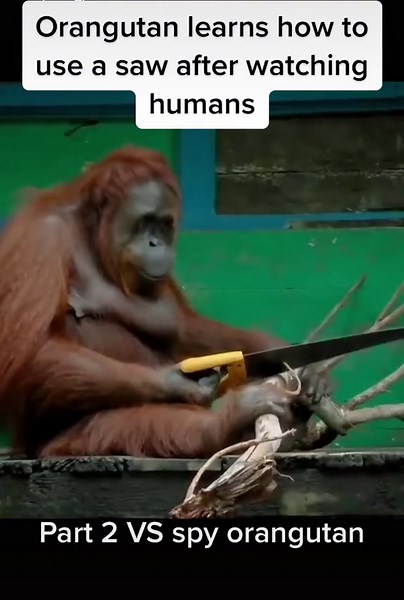 Orangutan Learns to Use a Saw after Watching Humans | Spy Orangutan Challenge