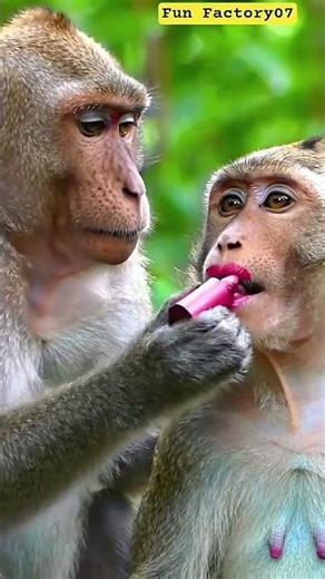 Monkey's makeup skills: guaranteed to make you laugh#shorts