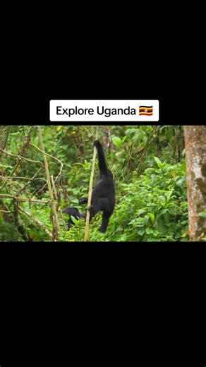 NATURE UGANDA on TikTok