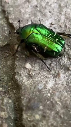 Cetonia aurata, known as the rose chafer or green rose chafer🪲