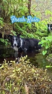 Calm stroll around a lake on a rainy day #alaska #bordercollies #salmon #peacefulnature #rainfall