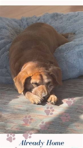 Coco’s Story | From Foster Care to Forever Love | Heartstrings Monday