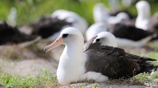 595K views · 10K reactions | At 67, the world's oldest wild bird has laid another egg. | National Geographic | Facebook