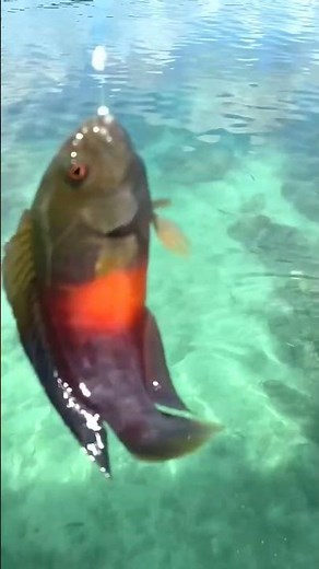 Affordable DIY Fishing Tools and Creative Techniques! #fishing