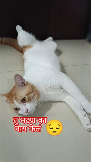 ऊठ बाळा जेवण करून घे🤣🤣#catshort#comedy#funnyvideo#shorts #utube #