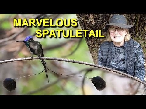 Visiting the Marvelous Spatuletail Hummingbird at Huembo Reserve