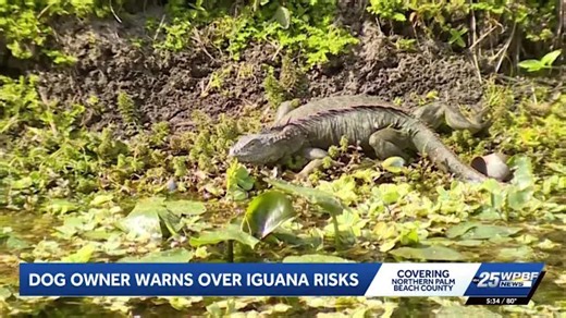 Loxahatchee dog owner warns of botulism danger after pet dies from eating iguana