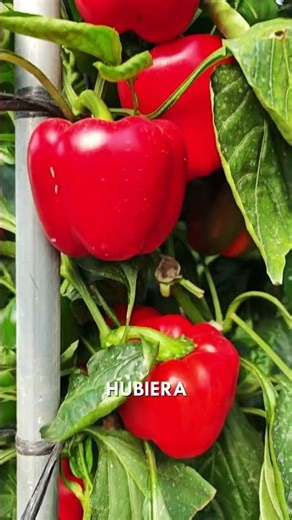 BIOMOR + SUKAR: Jose Luís Gómez