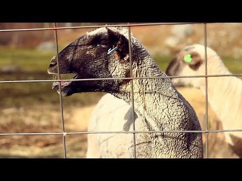 The Screaming Sheep(4)