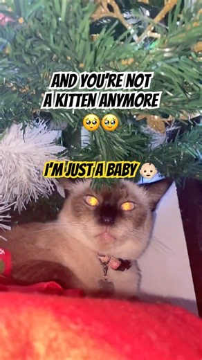 How old is your cat? Time Flies 🥺 #cat #catshorts #catvideos #siamesecat #christmas2025